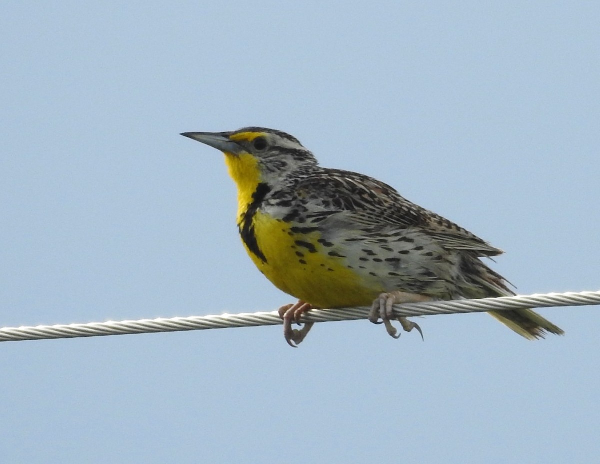 Western Meadowlark - ML638615324