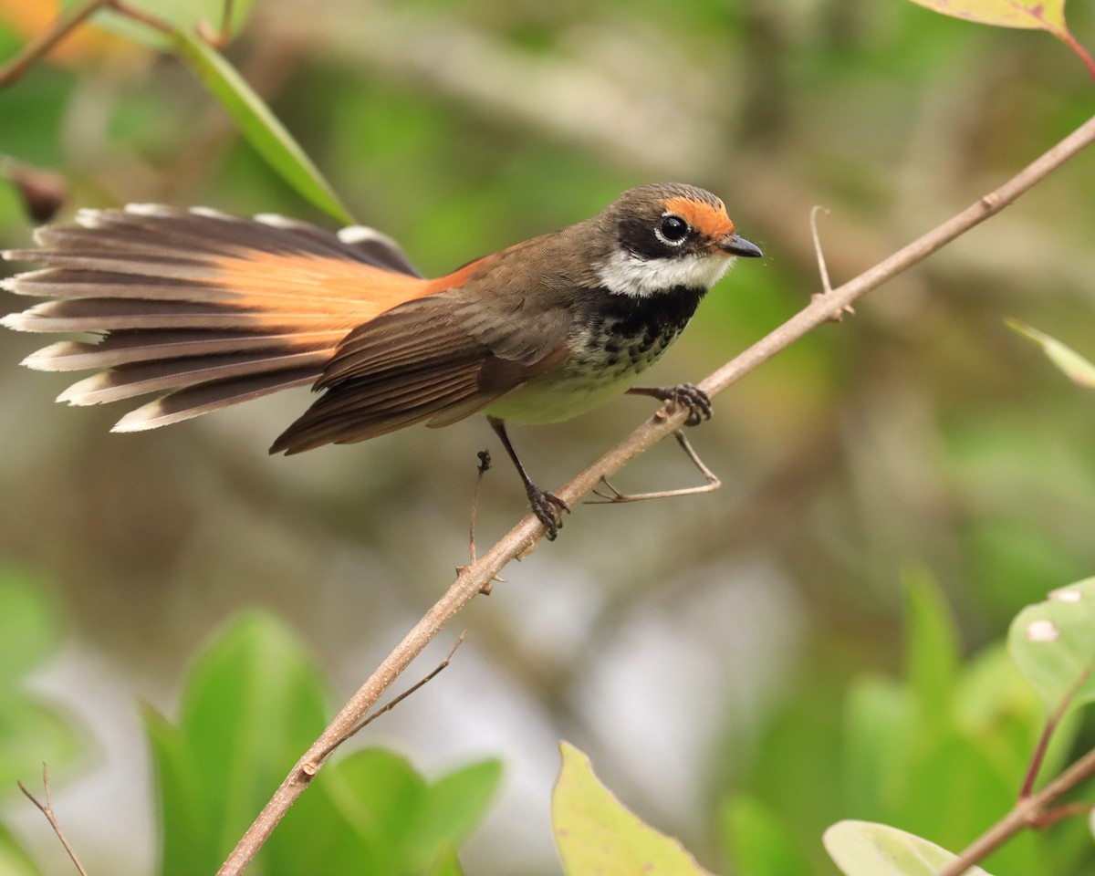Australian Rufous Fantail - ML638615329
