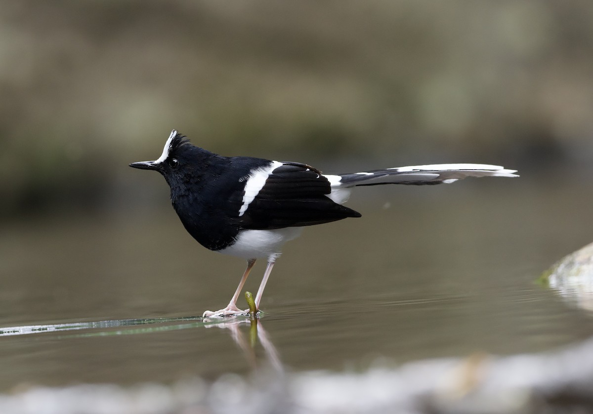 White-crowned Forktail (Javan) - ML638615330