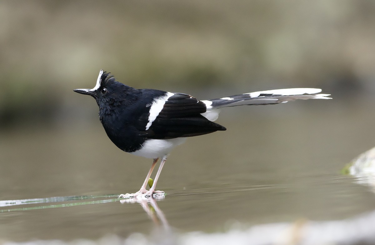 White-crowned Forktail (Javan) - ML638615331
