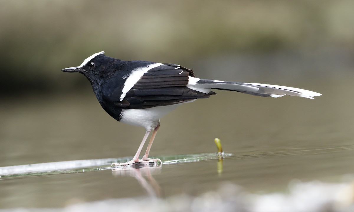 White-crowned Forktail (Javan) - ML638615332