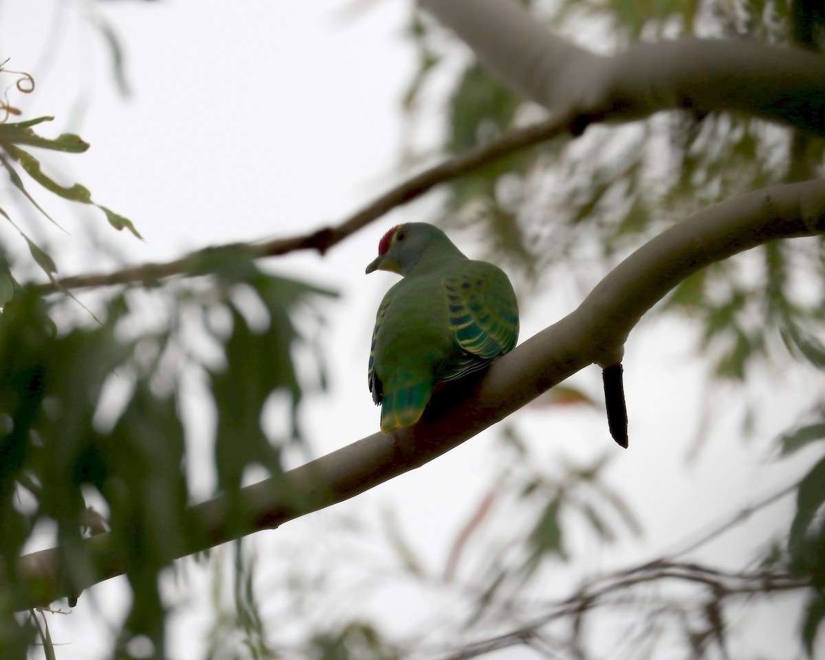 Rose-crowned Fruit-Dove - ML638615340