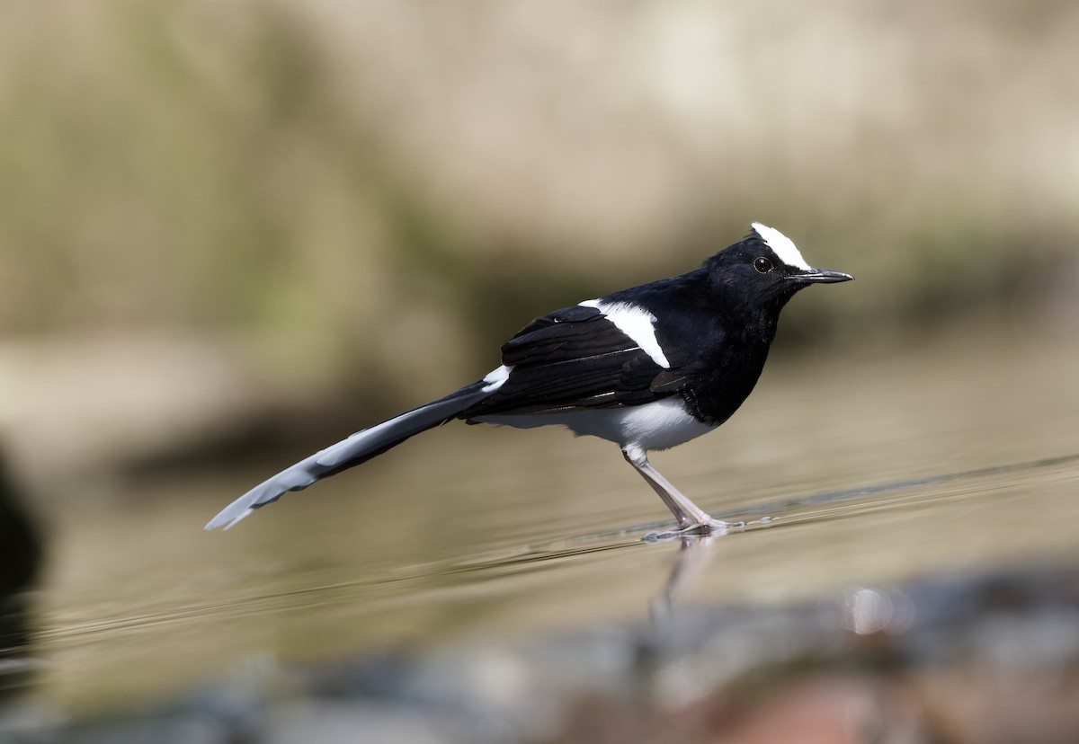 White-crowned Forktail (Javan) - ML638615348