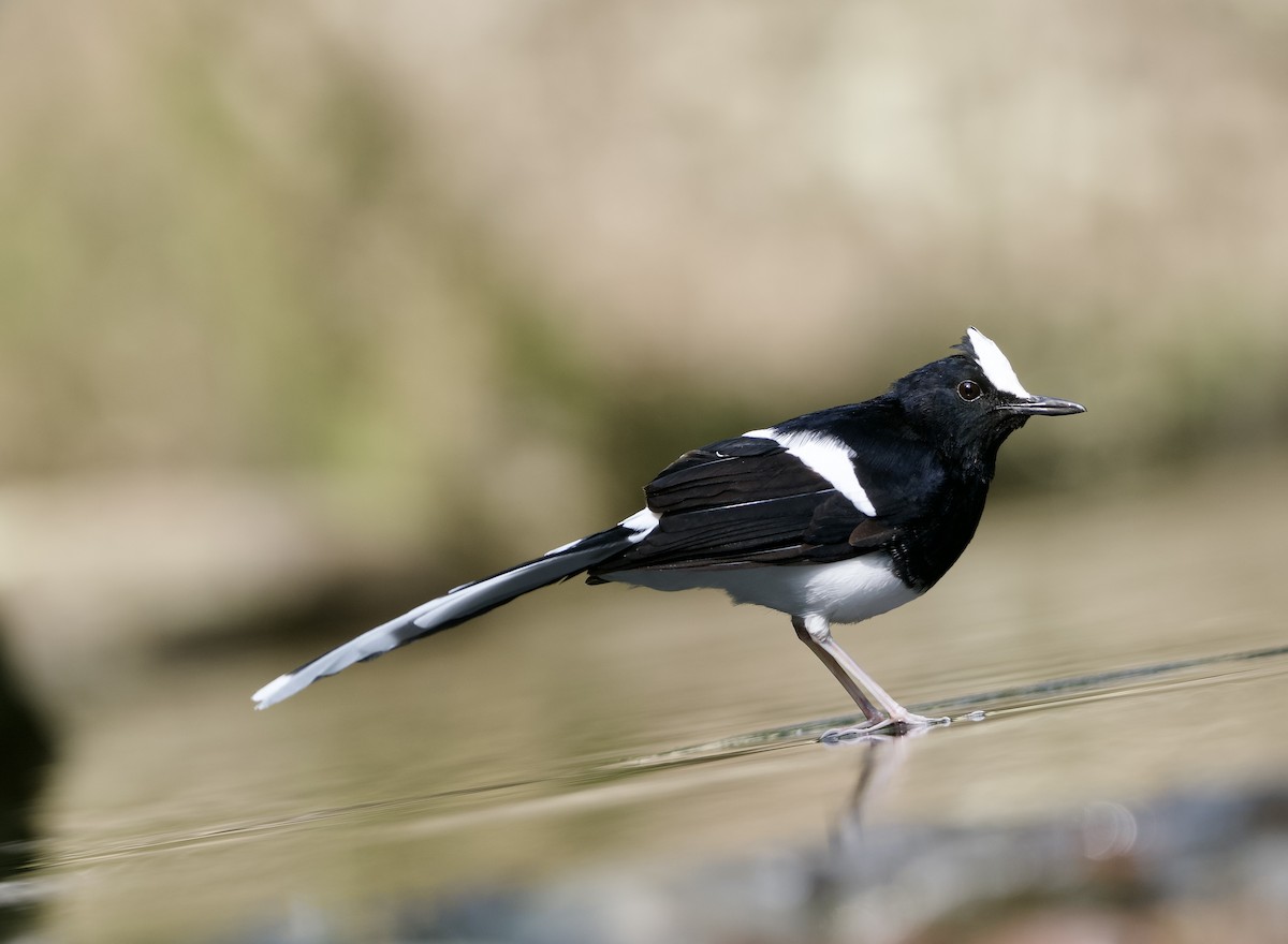 White-crowned Forktail (Javan) - ML638615349