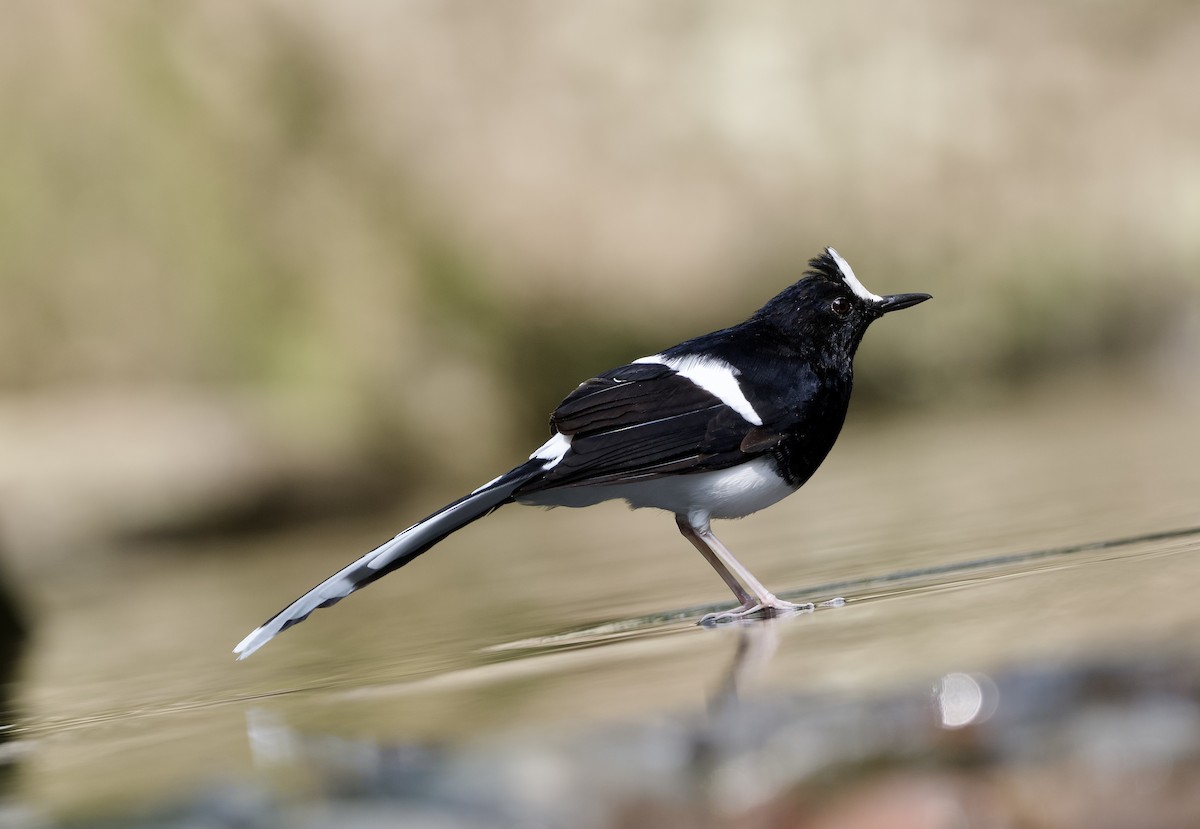 White-crowned Forktail (Javan) - ML638615350