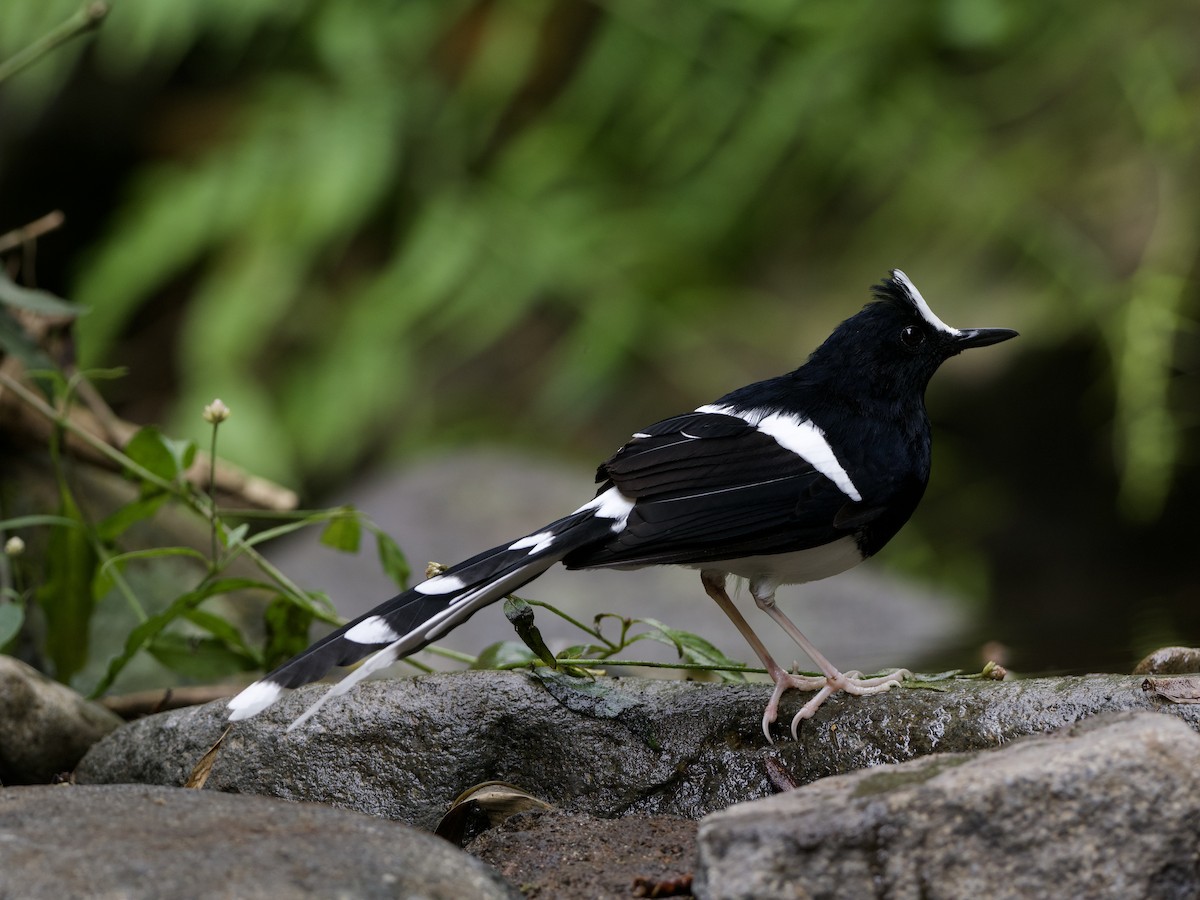 White-crowned Forktail (Javan) - ML638615351
