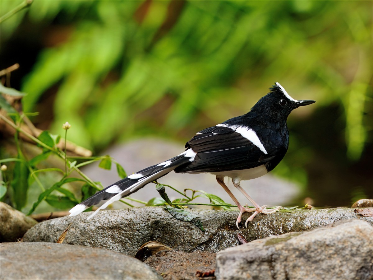 White-crowned Forktail (Javan) - ML638615352