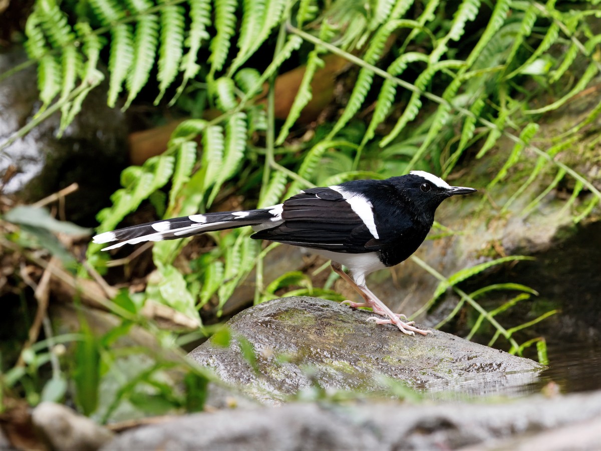 White-crowned Forktail (Javan) - ML638615353