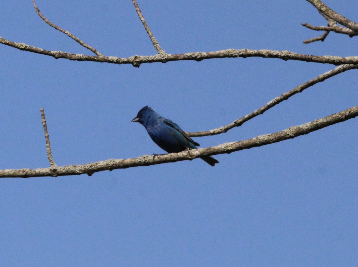Indigo Bunting - ML638615360