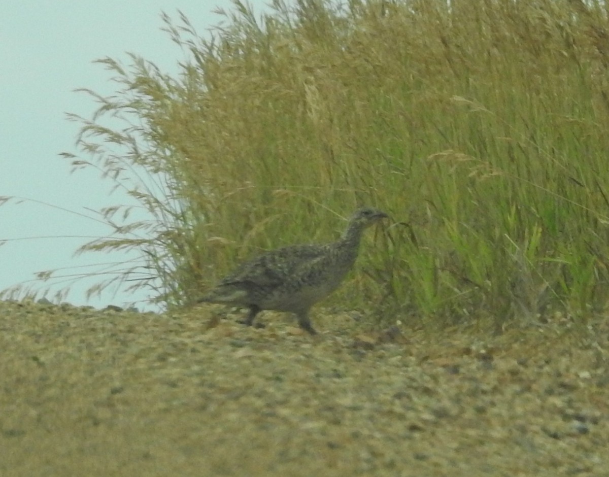 Sharp-tailed Grouse - ML638615361