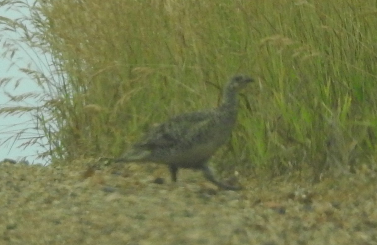 Sharp-tailed Grouse - ML638615362