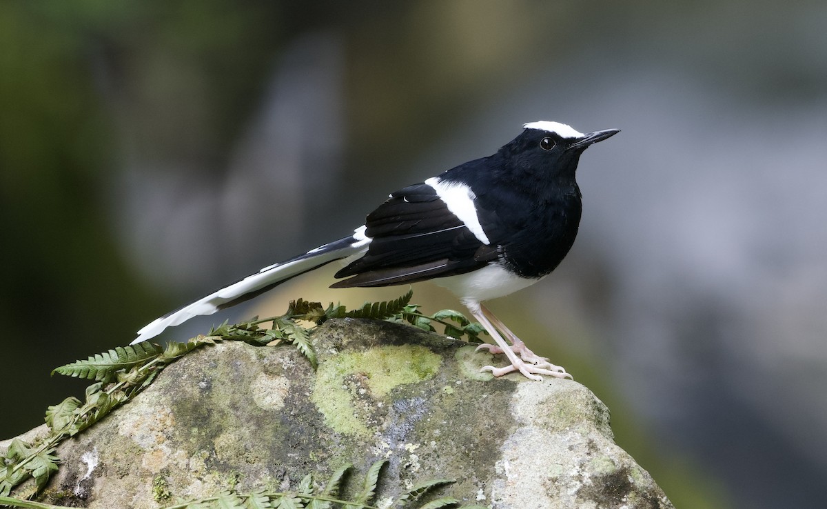 White-crowned Forktail (Javan) - ML638615364