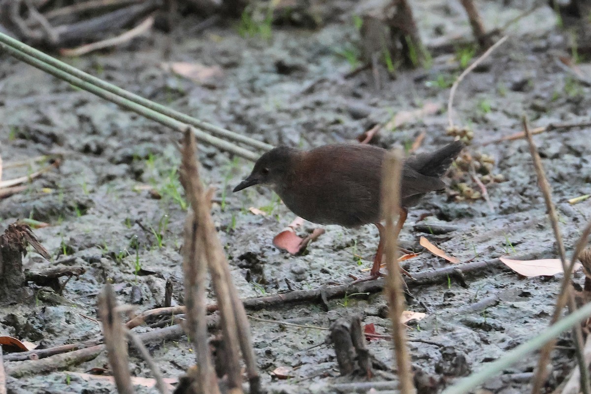 Spotless Crake - ML638615370
