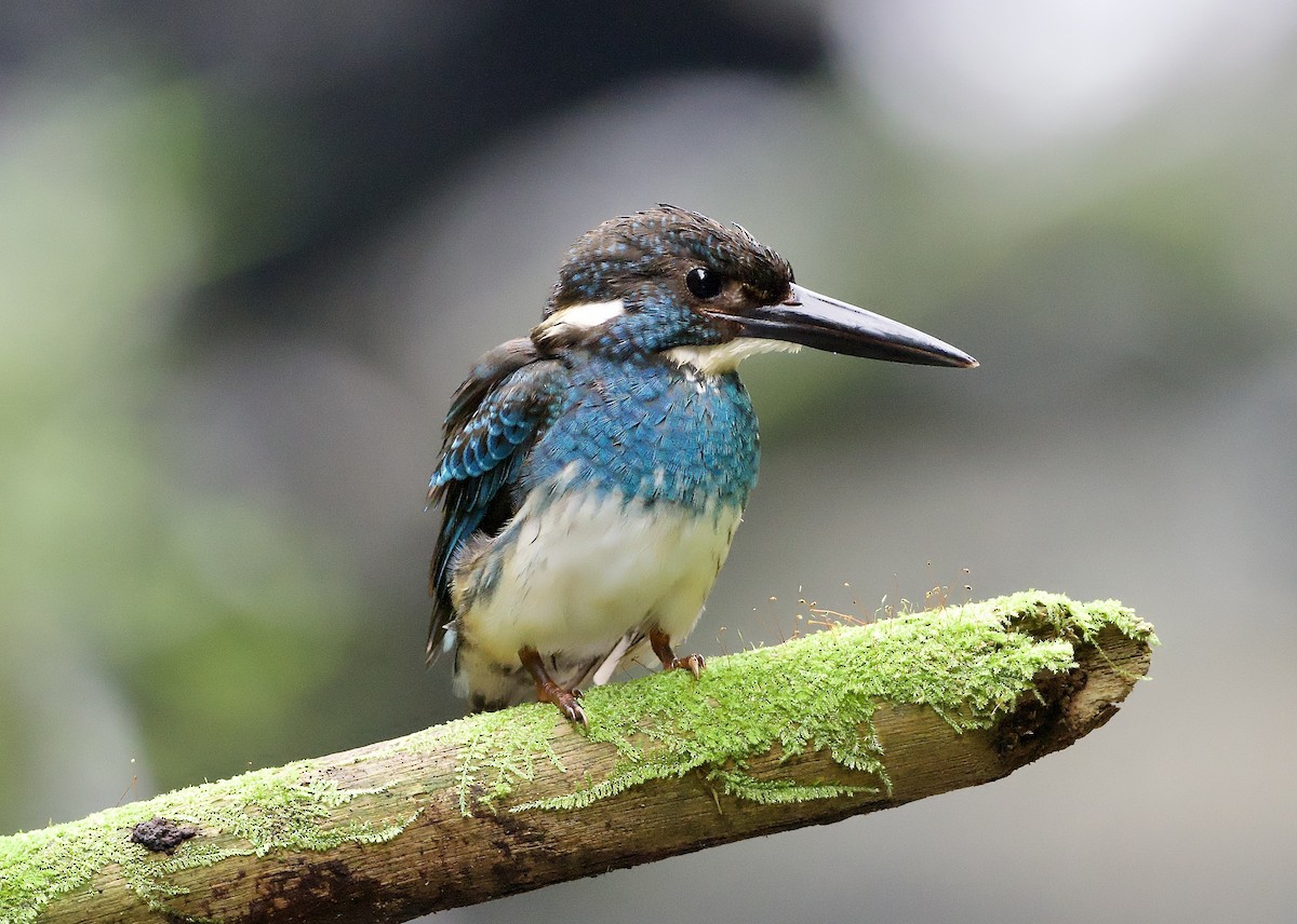 Javan Blue-banded Kingfisher - ML638615409