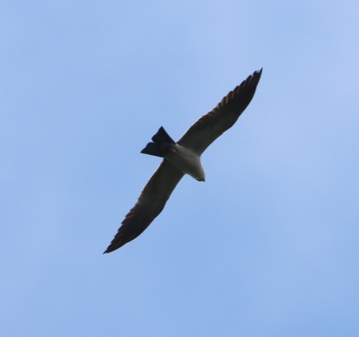 Mississippi Kite - ML638615411