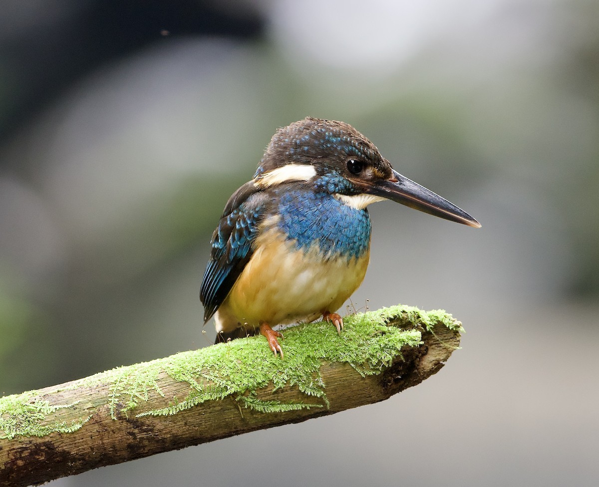 Javan Blue-banded Kingfisher - ML638615417