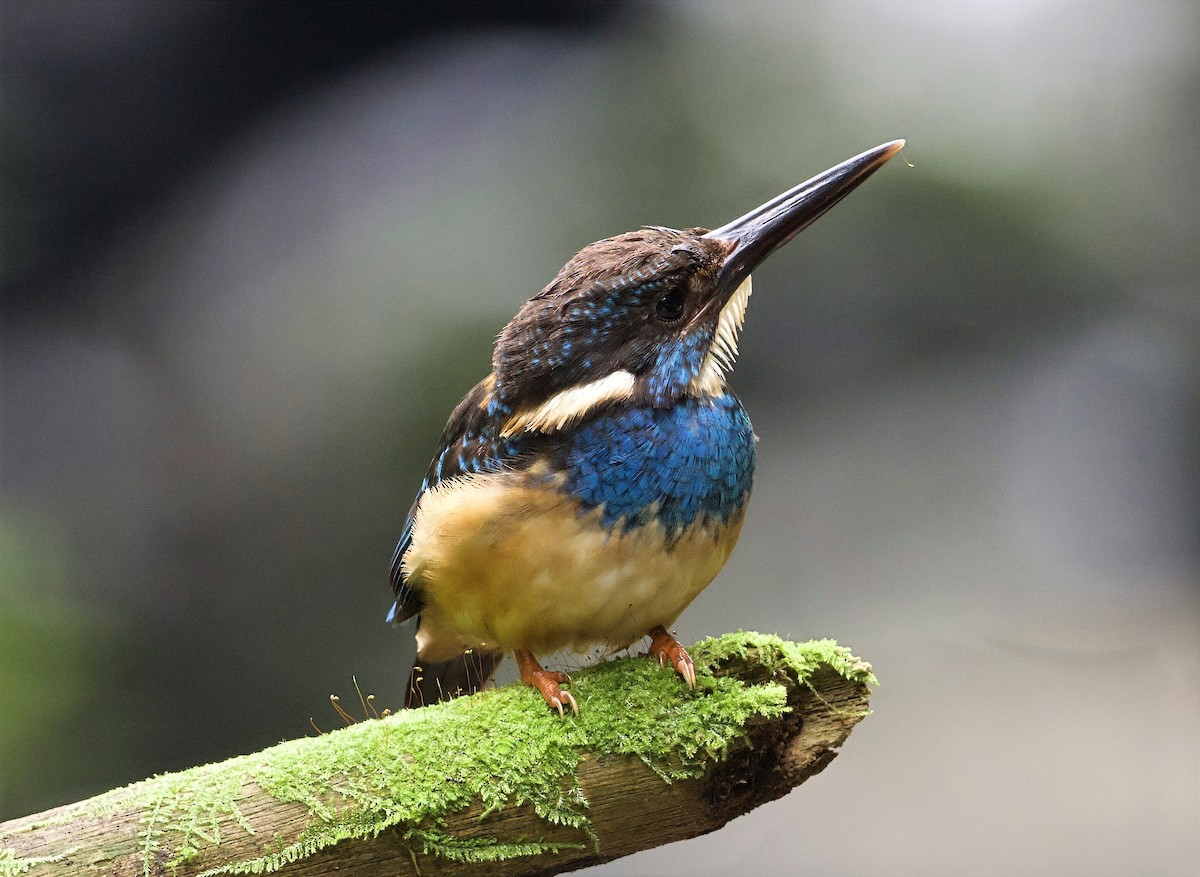 Javan Blue-banded Kingfisher - ML638615418
