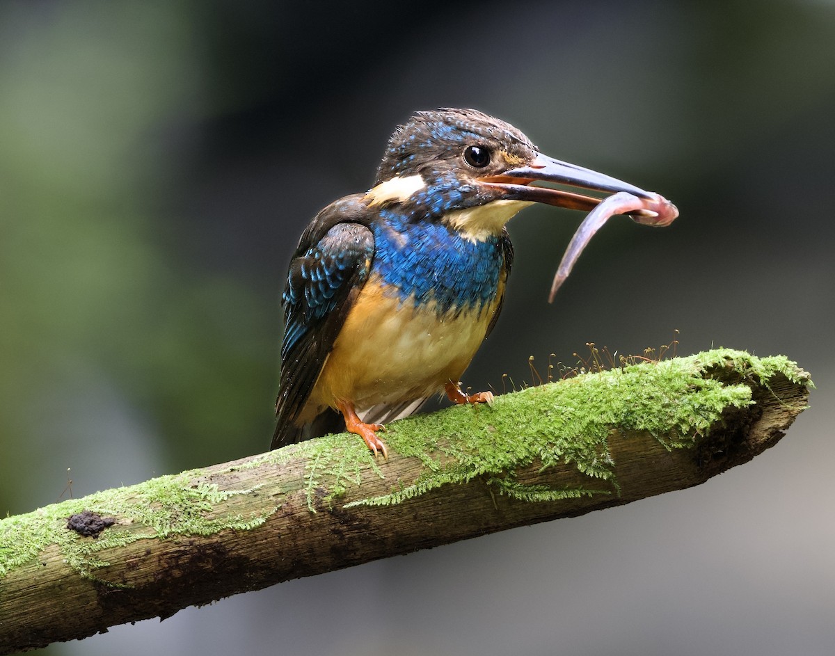 Javan Blue-banded Kingfisher - ML638615419