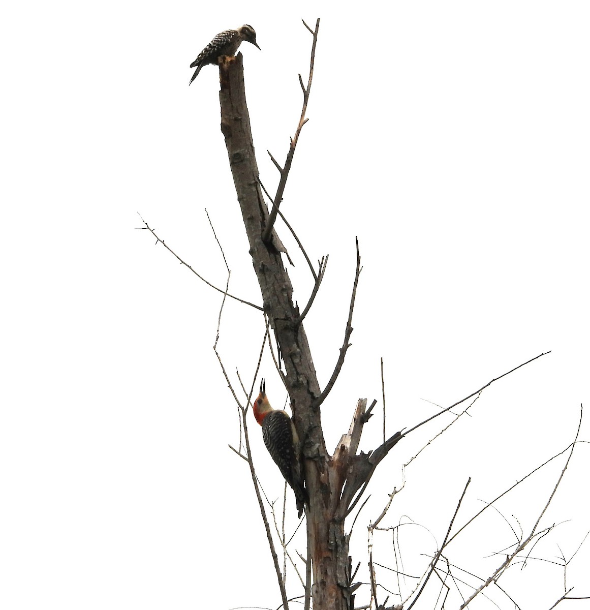 Red-bellied Woodpecker - ML638615426
