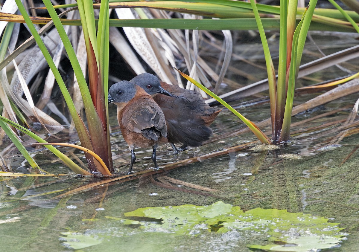 Ruddy Crake - ML638615447
