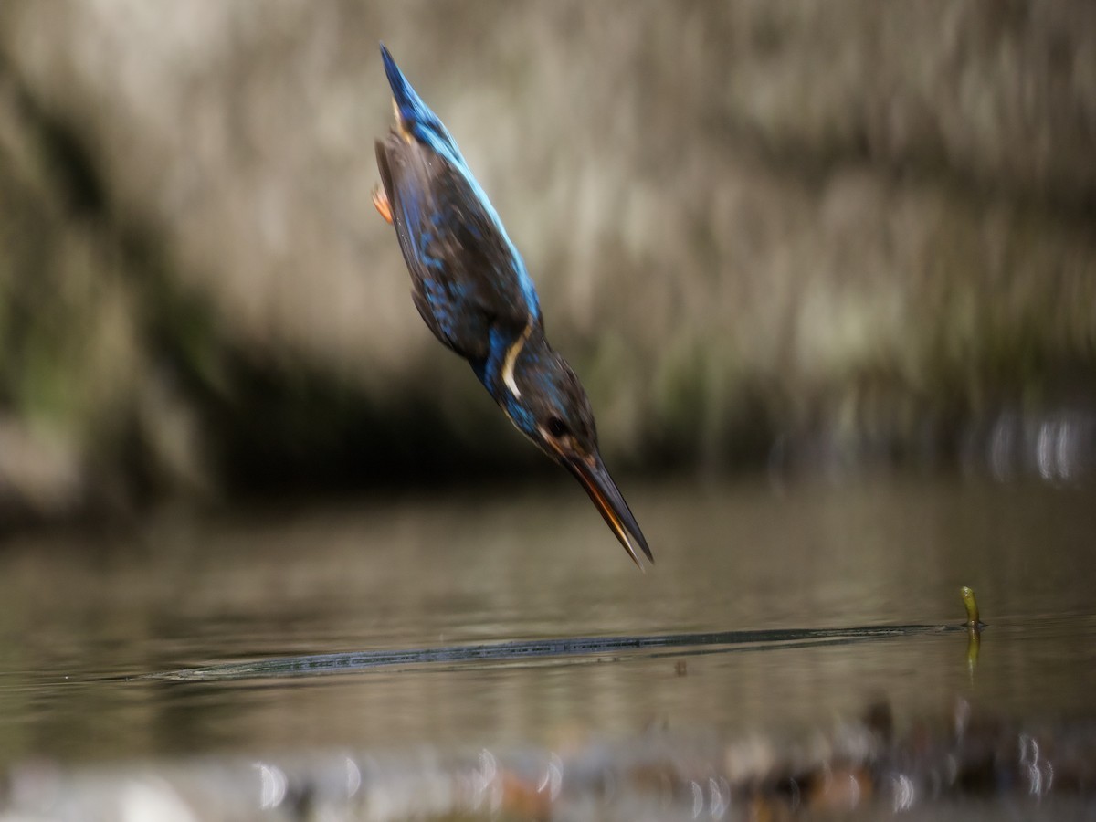 Javan Blue-banded Kingfisher - ML638615452