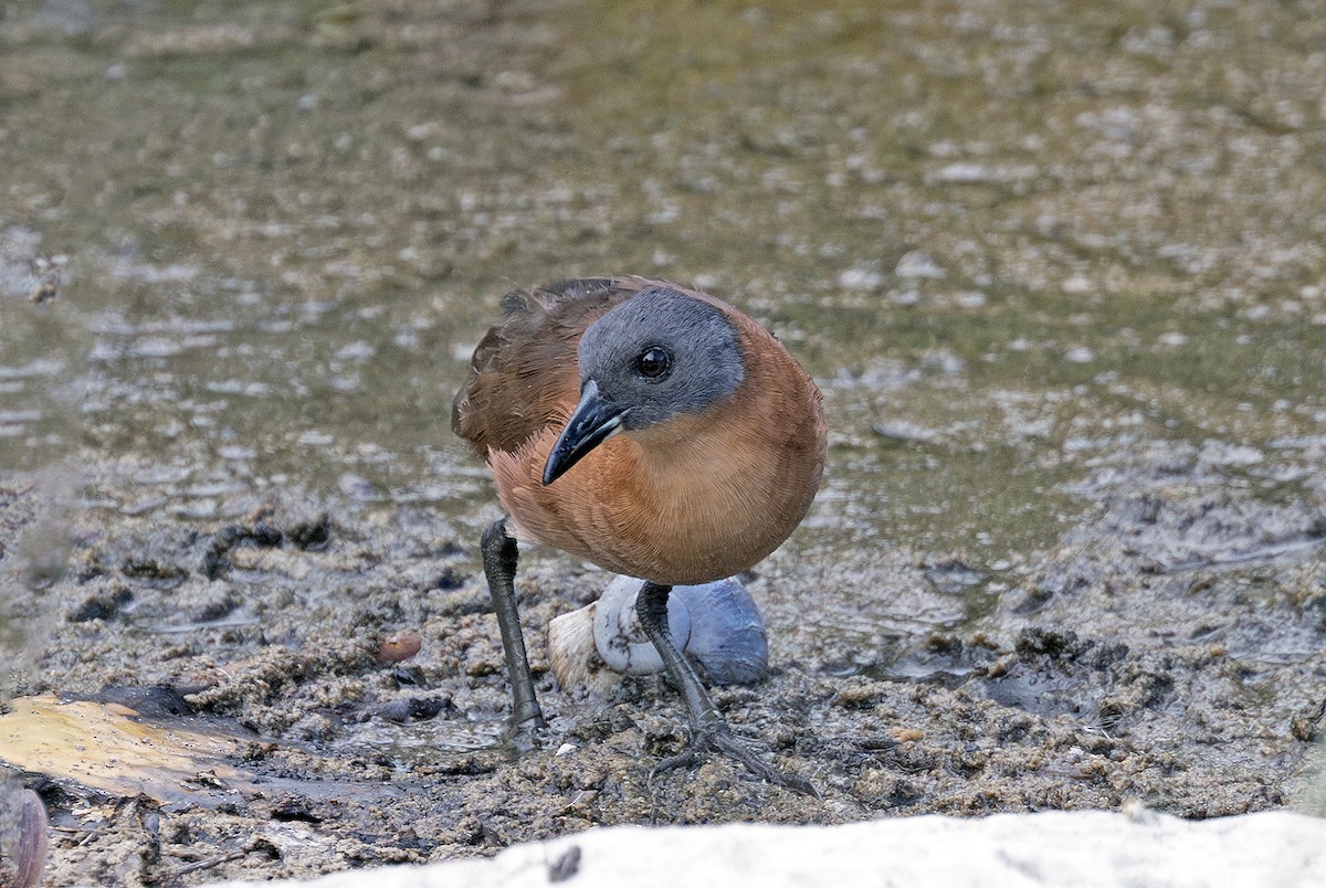 Ruddy Crake - ML638615458