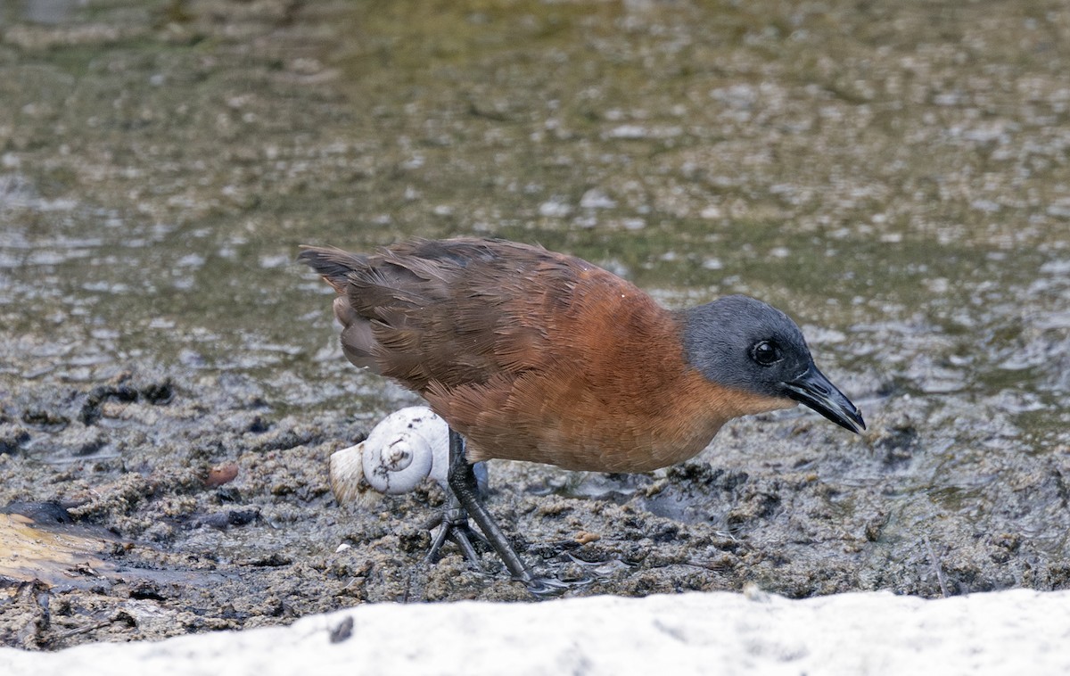 Ruddy Crake - ML638615460