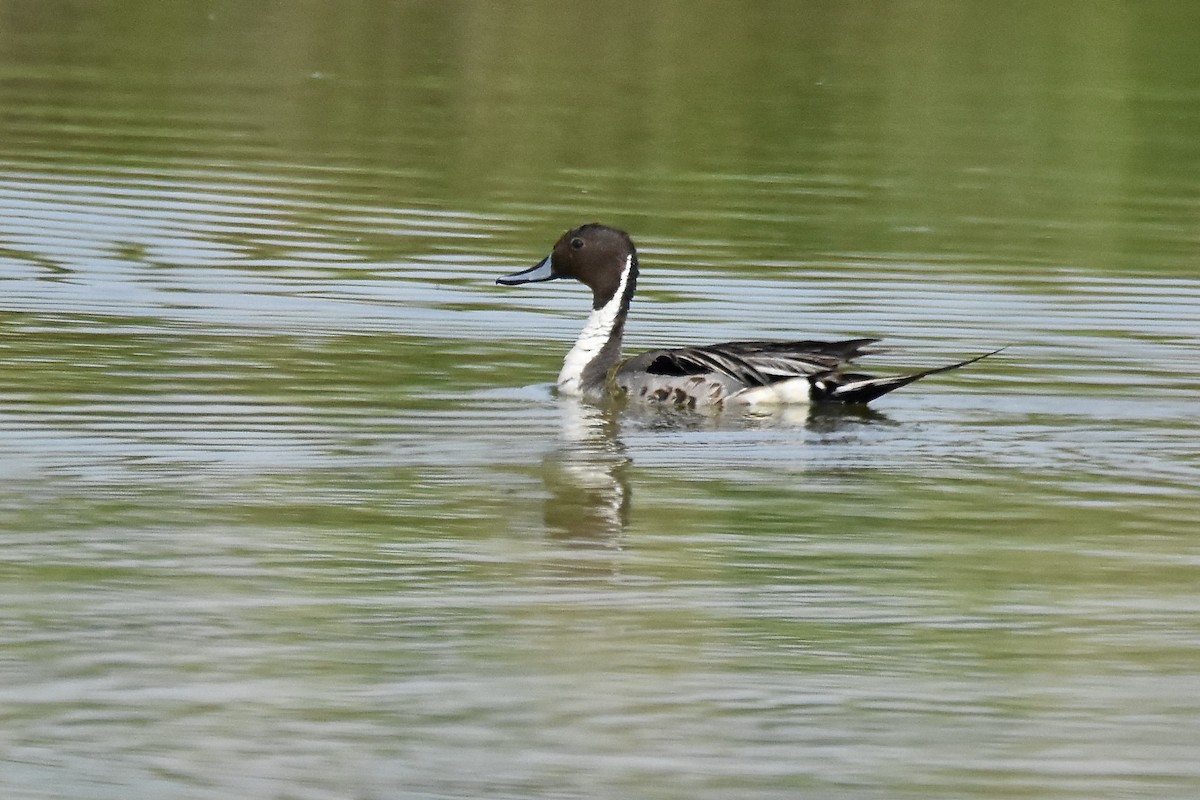 Northern Pintail - ML638615461