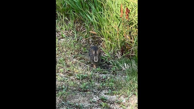 Eastern Cottontail - ML638615463