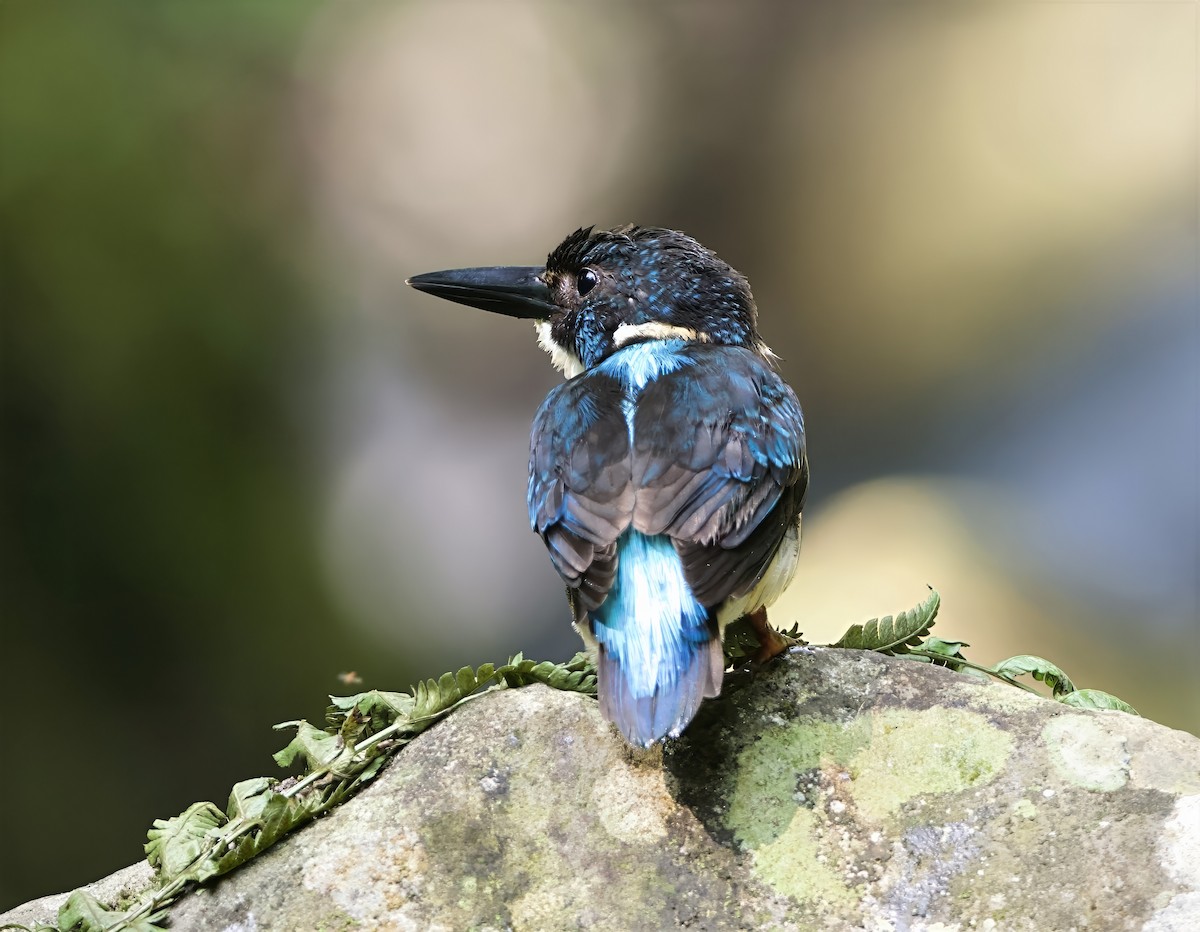 Javan Blue-banded Kingfisher - ML638615474