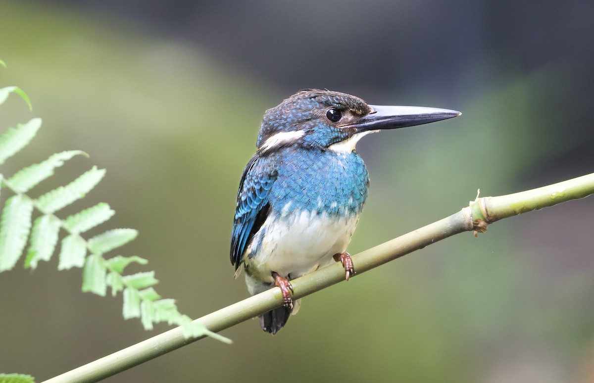 Javan Blue-banded Kingfisher - ML638615475