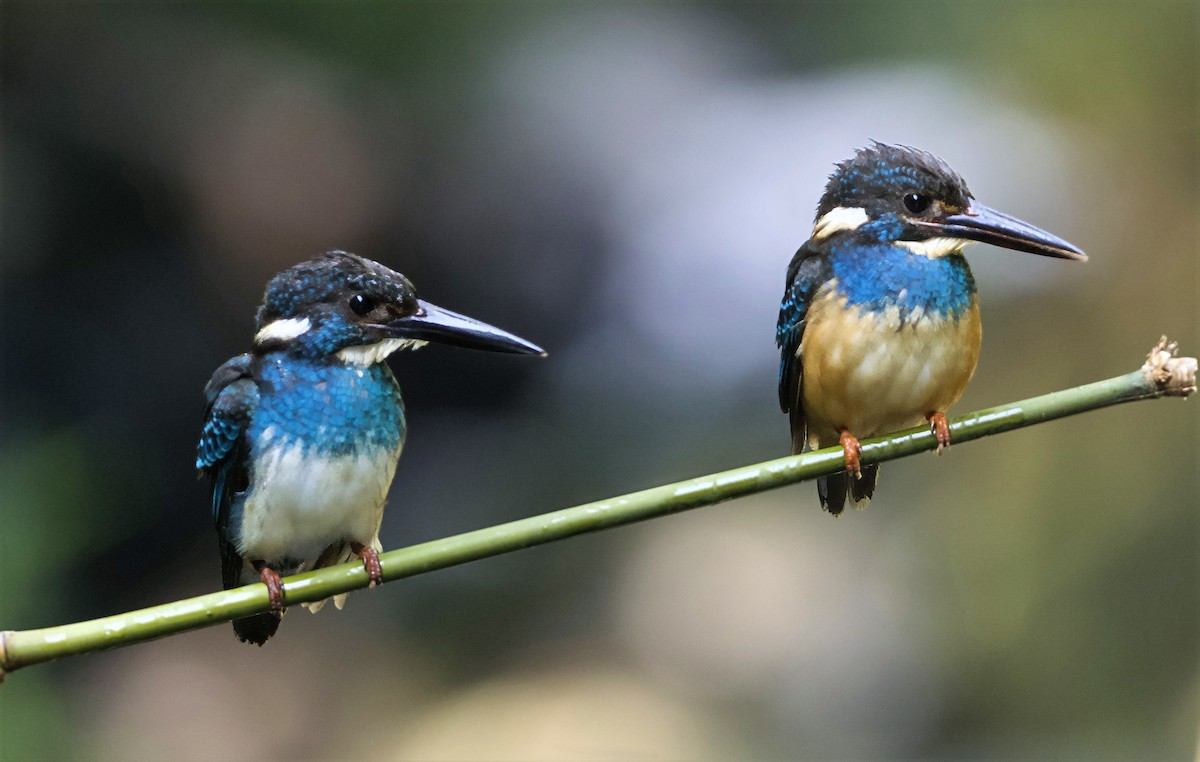 Javan Blue-banded Kingfisher - ML638615477