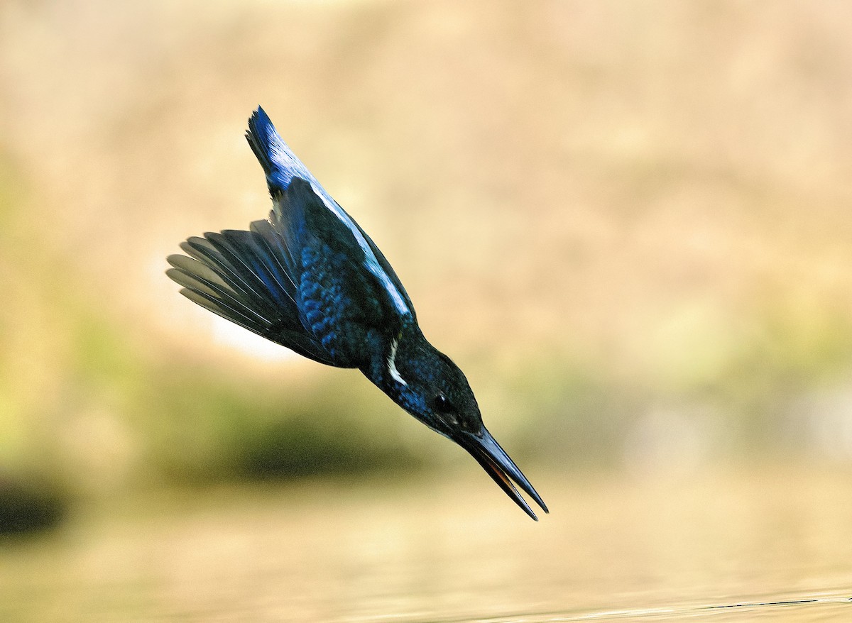 Javan Blue-banded Kingfisher - ML638615478