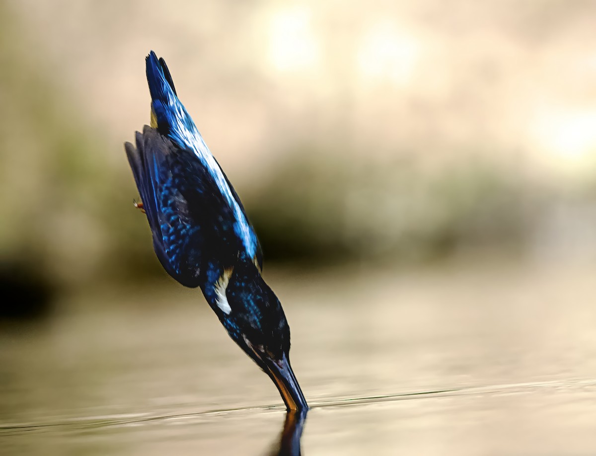 Javan Blue-banded Kingfisher - ML638615479