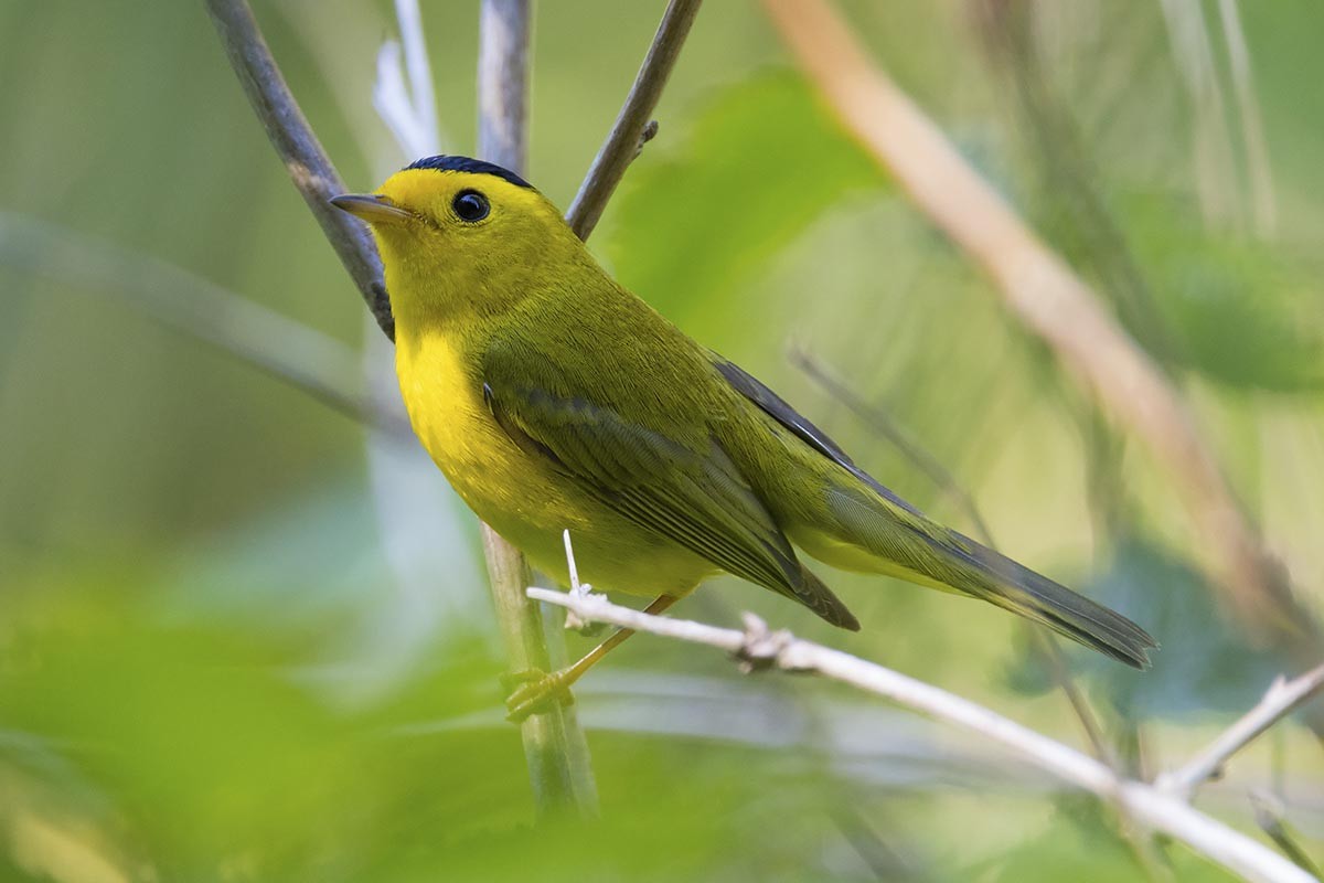 Wilson's Warbler - ML638615505