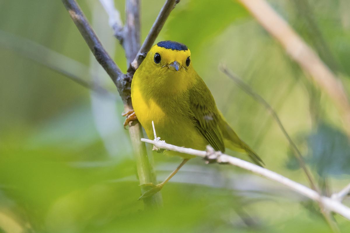 Wilson's Warbler - ML638615506