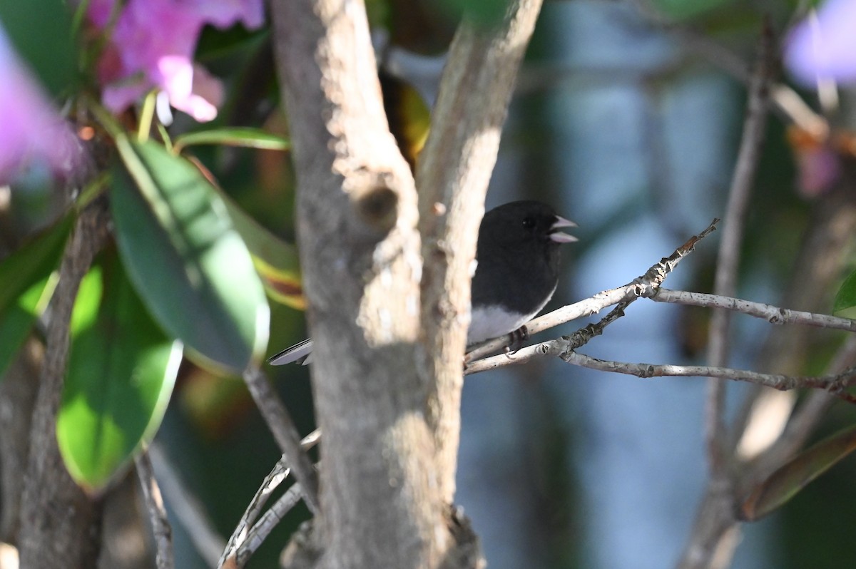 Dark-eyed Junco - ML638615510