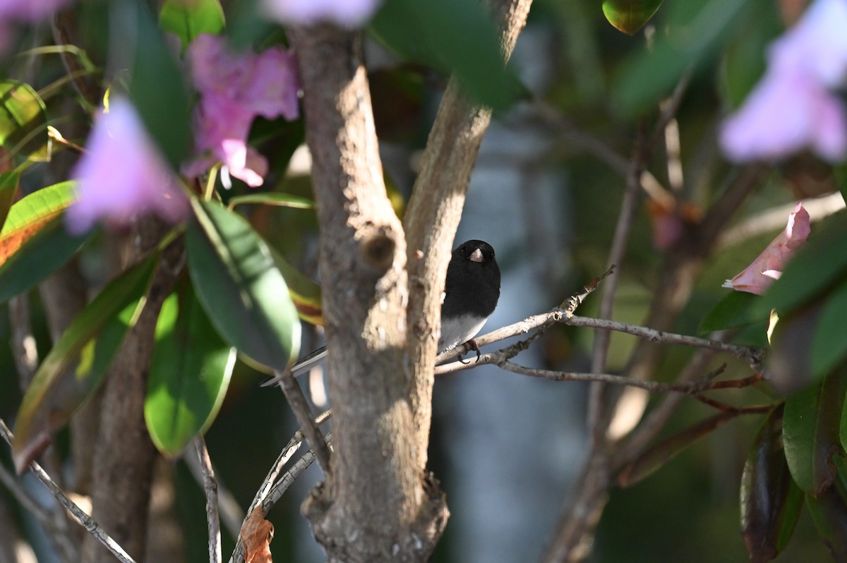 Dark-eyed Junco - ML638615511