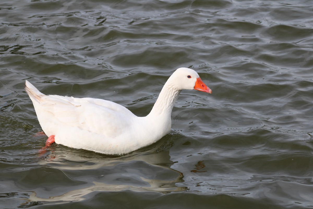 Graylag Goose (Domestic type) - ML638615513