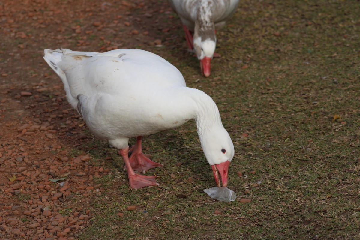 Graylag Goose (Domestic type) - ML638615514