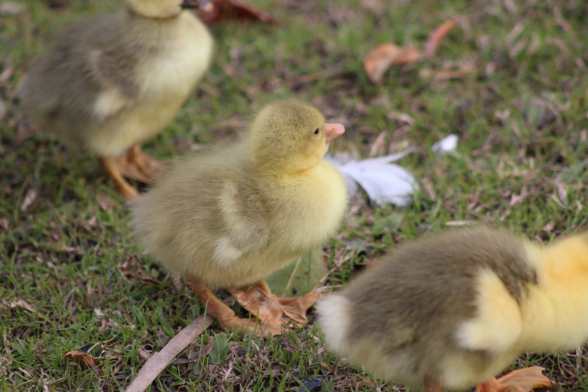 Graylag Goose (Domestic type) - ML638615515
