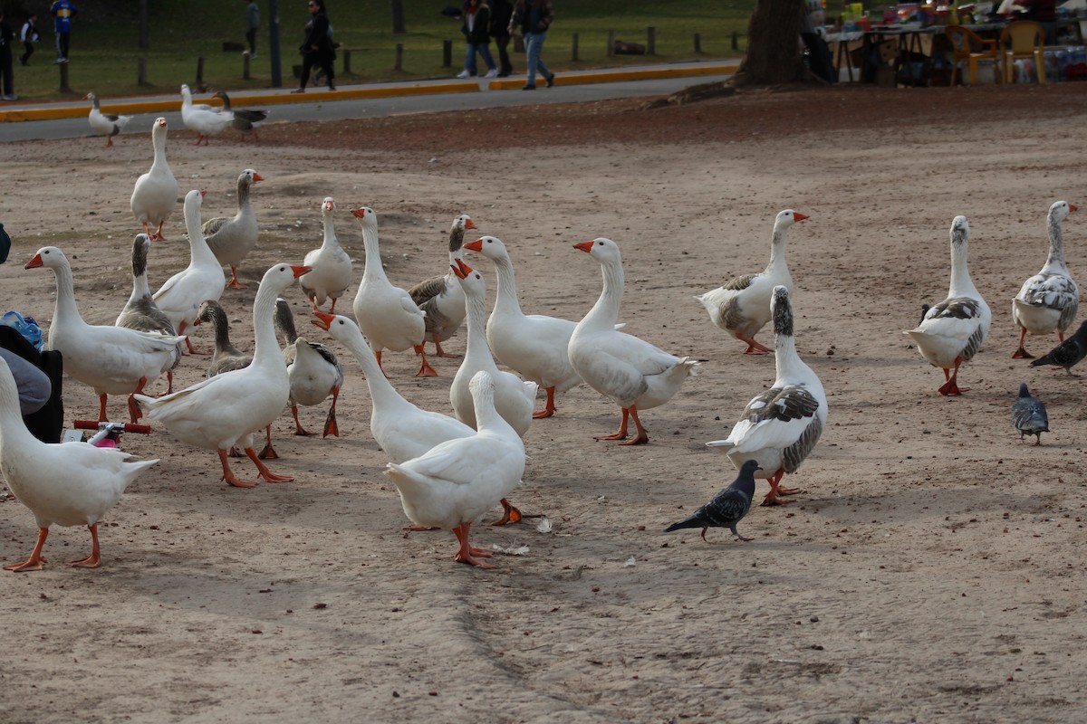 Graylag Goose (Domestic type) - ML638615517