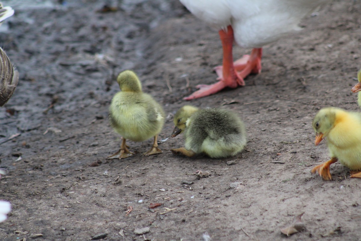 Graylag Goose (Domestic type) - ML638615518
