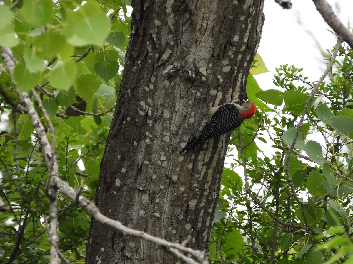 Red-bellied Woodpecker - ML638615525