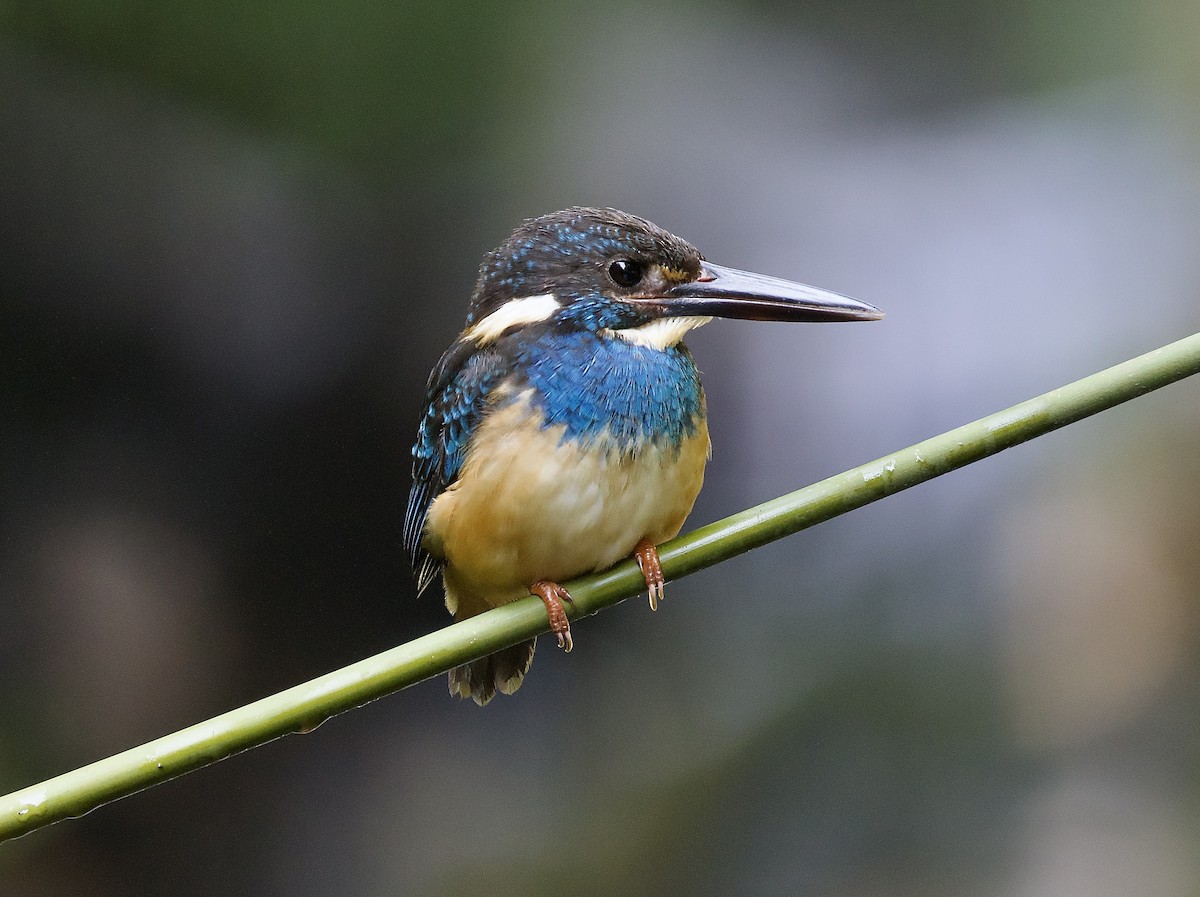 Javan Blue-banded Kingfisher - ML638615526