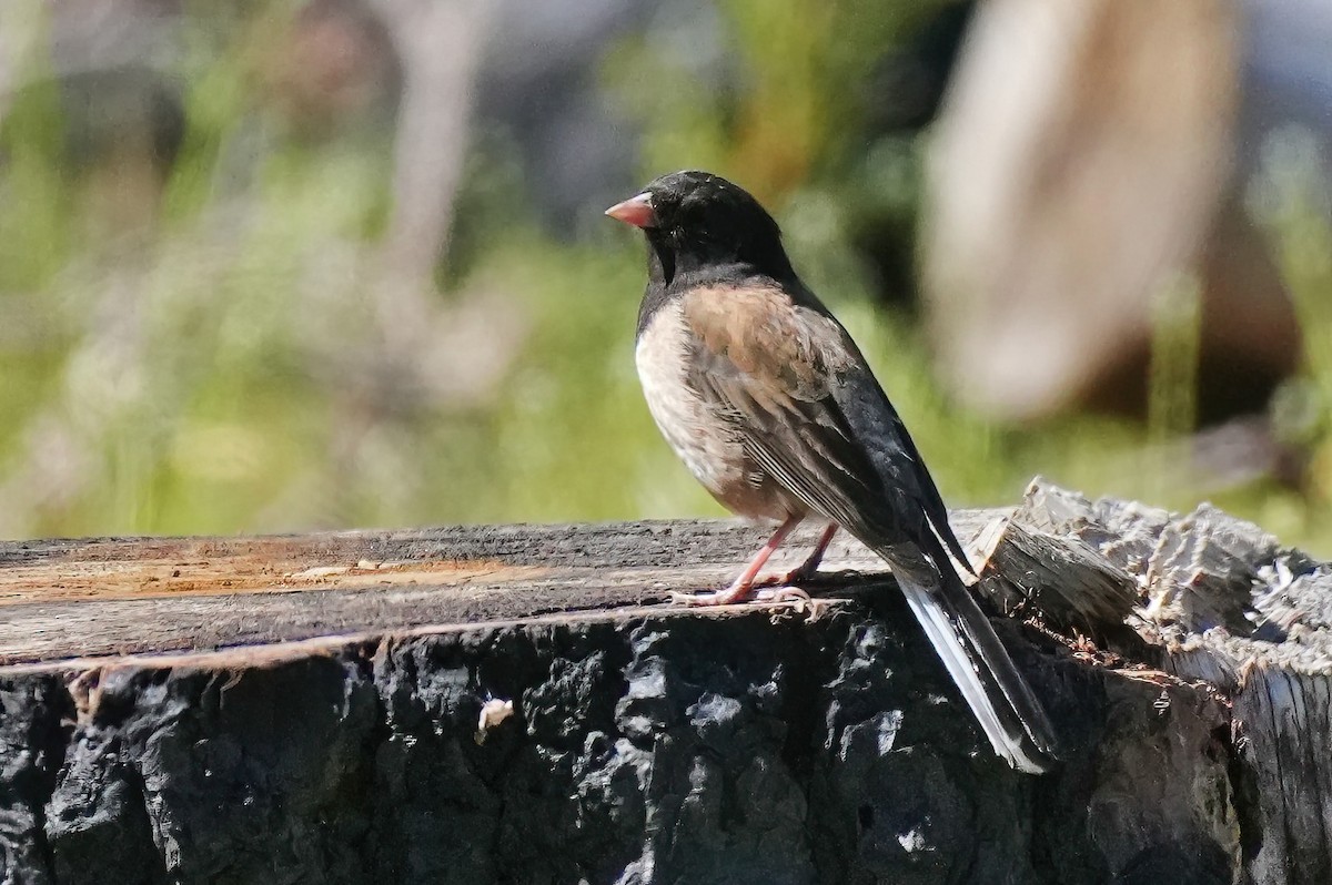 Dark-eyed Junco - ML638615535