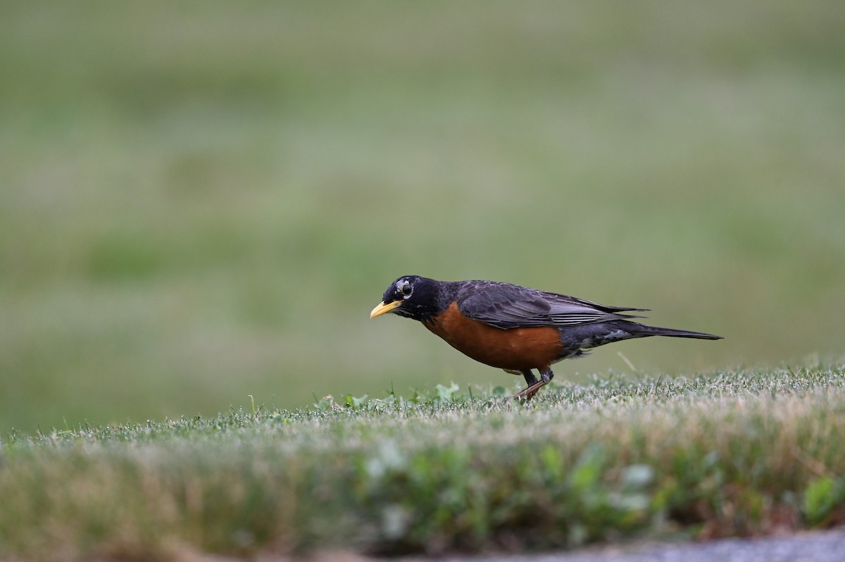 American Robin - ML638615540