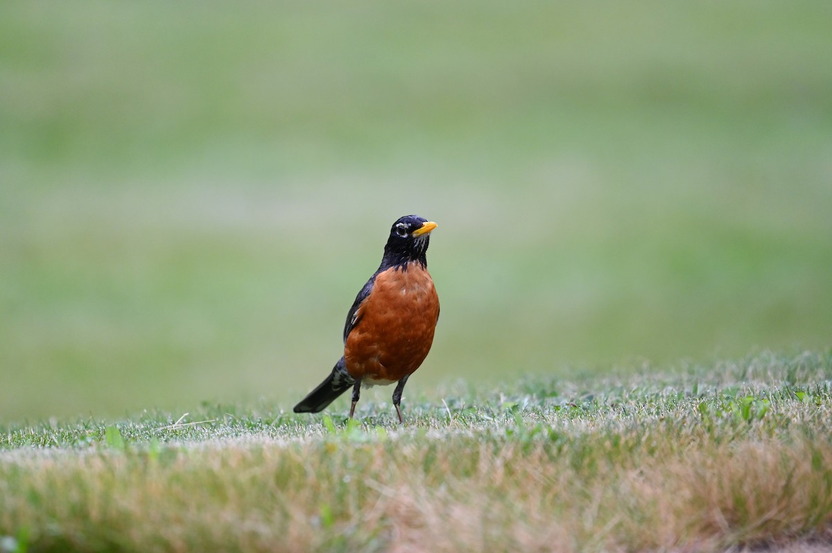 American Robin - ML638615549