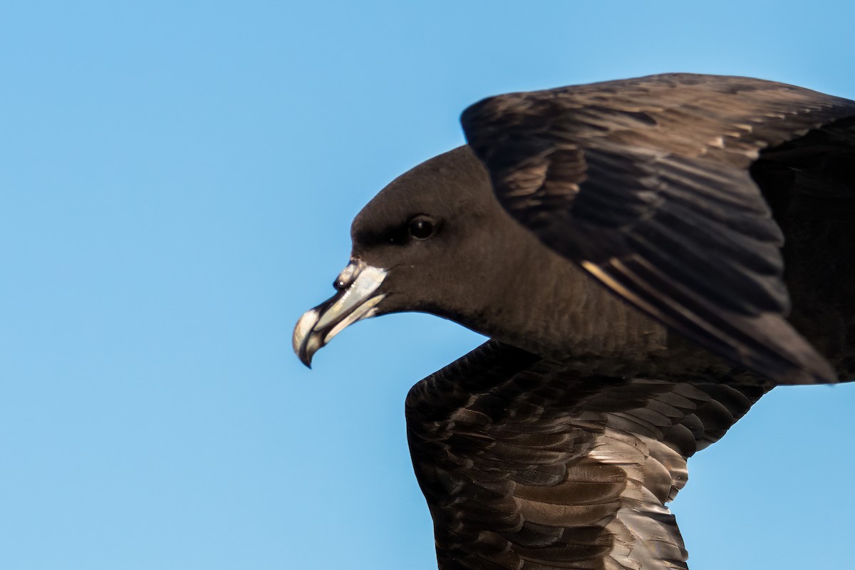 White-chinned Petrel - ML638615550