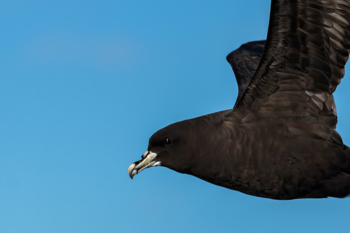 White-chinned Petrel - ML638615551